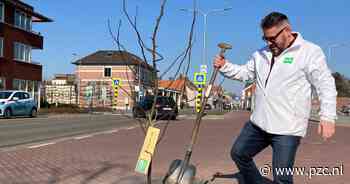 D66 Zundert moet deel geplante fruitboompjes weer uit de grond halen - PZC