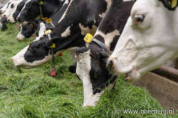 Melkveehouders in project halen meer eiwit van eigen land - Boerderij