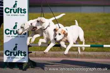 Crufts: Why an animal rights petition wants Channel 4 to remove show from schedule