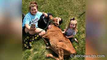 WATCH:  Cow deemed too tiny for slaughter adopted and loved by family who raised him