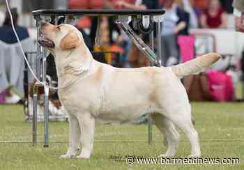 Barrhead dogs are going for best in show at Crufts - Barrhead News