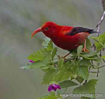 U.S. Fish and Wildlife Serv­ice seeks public input on Hawaii’s scarce species