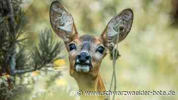Ärger um Jagdneuverpachtung - Klärendes Gespräch in Vöhringen soll die Wogen glätten - Schwarzwälder Bote