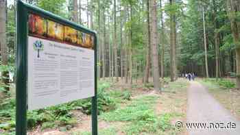 Was die Fraktion außerdem fordert: SPD will einen Bestattungswald in Papenburg - NOZ