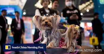 Calls for China to protect pets from slaughter during coronavirus lockdowns - South China Morning Post