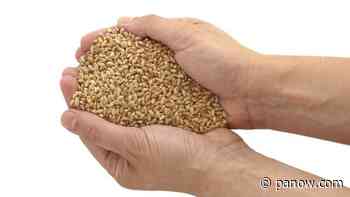 Listen: Saskatchewan-based company to send food aid to Ukraine. - paNOW