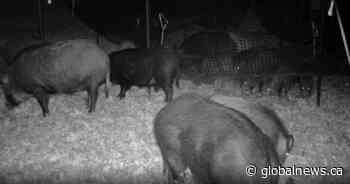 Feral swine bomb: the battle against an invasive species