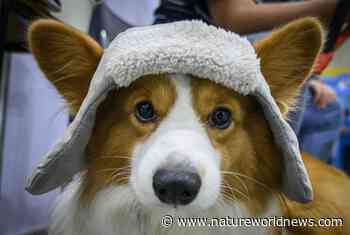 Therapy Dogs Found to Reduce Physical Pain of Patients: New Study - Nature World News