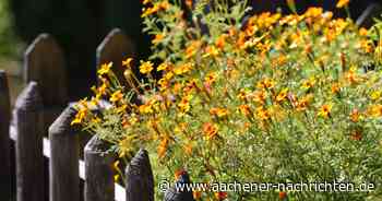 Aktionen geplant: Blühende Gärten in Richterich und Horbach