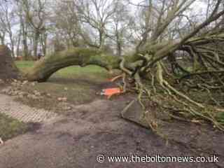 Ripped up trees still strewn over Farnworth Park, Bolton ten days after storms - The Bolton News