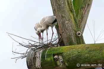 64 Storchenpaare in Münster