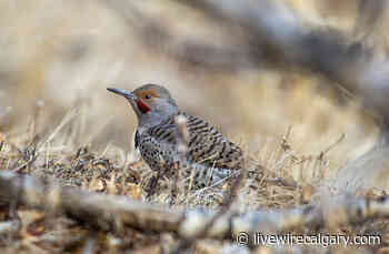 Calgary's official bird: Citizens may have say on top beak - LiveWire Calgary
