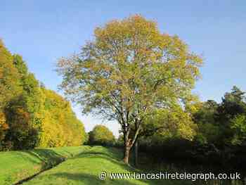 Ash dieback disease killing trees in Blackburn with Darwen - Lancashire Telegraph