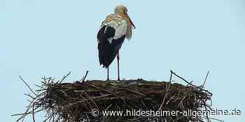 Störche kehren zurück in den Kreis Hildesheim – und müssen zerstörten Horst neu aufbauen - www.hildesheimer-allgemeine.de