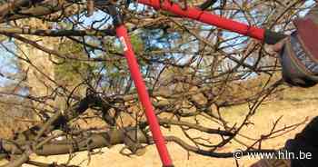 Doorgangsverbod Volmolenbaan door hervatte snoeiwerken | Mol | hln.be - Het Laatste Nieuws