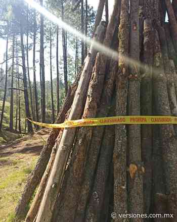 Profepa clausura predio en Coatepec por presunta tala ilegal - Versiones