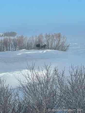 Weyburn Wildlife Federation to host Fred Garner Awards Night and Auction for first time since 2019 - DiscoverWeyburn.com