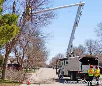 Weyburn council awards tree pruning contract for 2022 - SaskToday.ca