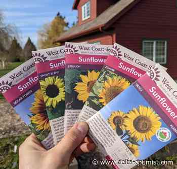 Purchase seeds of Ukraine's national flower to provide aid - Delta Optimist