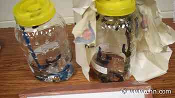 Border agents seize boxes of blood-sucking leeches