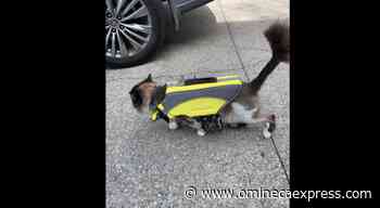 The cat comes back: Kelowna woman cloning pet – Vanderhoof Omineca Express - Omineca Express