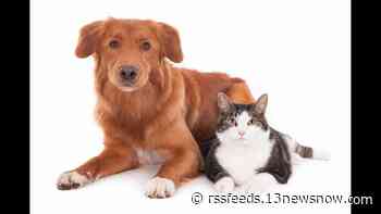 St. Patrick's Day Special: Virginia Beach Animal Care and Adoption Center nearly at capacity