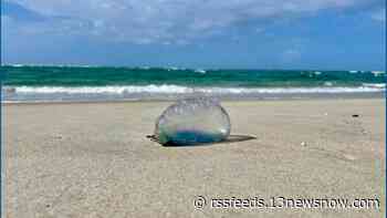 Portuguese man o' wars begin washing up on Outer Banks beaches