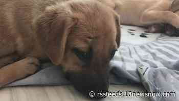 Paws for Charity | Here's how you can help us make life better for rescued animals.