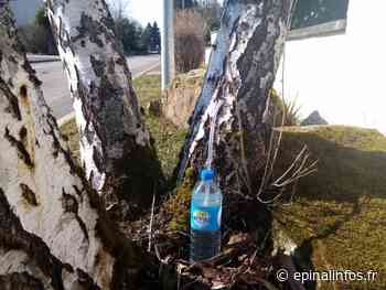 Vosges - La récolte de la sève de bouleau a commencé - Epinal infos - Epinal Infos
