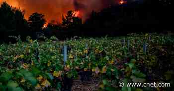 California Wine Ruined by Wildfires Leads Chemists to Analyze Grapes for Smoke     - CNET