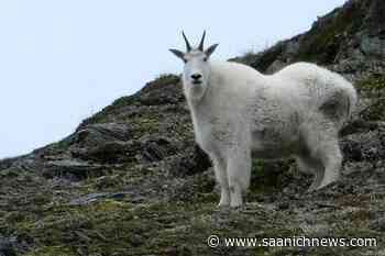 Mountain goat population declining in British Columbia: study - Saanich News