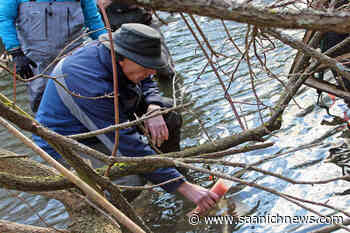 Significance of Bowker Creek Watershed featured in classical concert in Victoria – Saanich News - Saanich News
