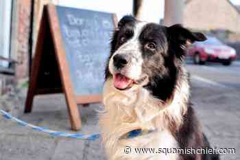 Chair-dragging dog cited in Vancouver injury lawsuit - Squamish Chief