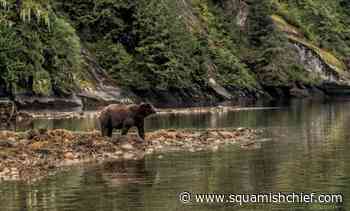 B.C. introduces legislation to ensure First Nations input on wildlife management - Squamish Chief