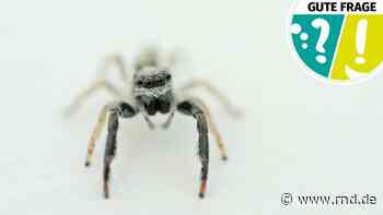 Essen wir wirklich Spinnen im Schlaf? Die Antwort - RND