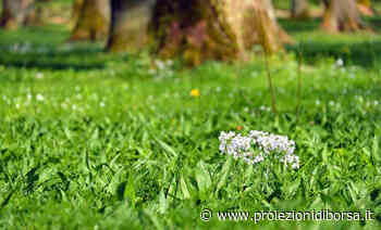 Oltre a siepi rigogliose, per un prato folto in primavera ecco il concime migliore da utilizzare e 2 error ... - Proiezioni di Borsa