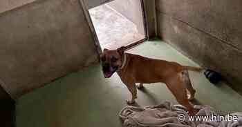 Bestuur Wommelgem schenkt 1000 euro aan door brand getroffen dierenasiel - Het Laatste Nieuws