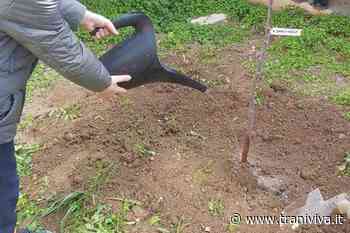 "Prepariamo il futuro con alberi e fiori piantati dai nostri bambini”: l'assessore Colangelo alla Petronelli - TraniViva