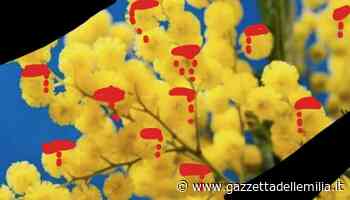 Lettere a Tito n. 390. Martedì 8 marzo 2022: mimose insanguinate e listate a lutto per tutte le donne uccise nelle guerre, nel lavoro, nel privato. - Gazzetta dell'Emilia & Dintorni