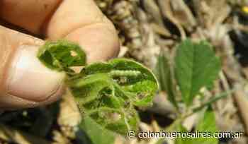 Provincia de Buenos Aires: Mejora el cultivo de soja con buenos rendimientos - Colón Doce