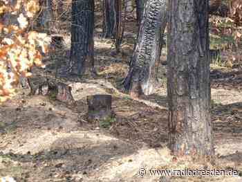 Gefährliche Trockenheit - Waldbrand in Moritzburg - Radio Dresden