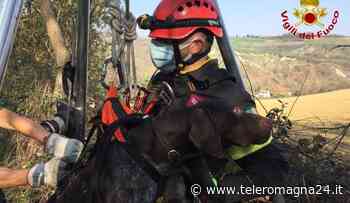 FORLI': Vigili del fuoco salvano cane caduto in un pozzo | VIDEO - Teleromagna24