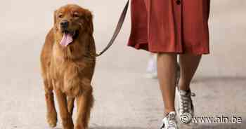 Vzw AAP zoekt Aartselaarse plusbaasjes voor huisdieren | Aartselaar - HLN.be