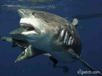 Bull Shark's Toothy Grin Captured By Free Diver's Camera In FL | Tampa, FL Patch - Patch