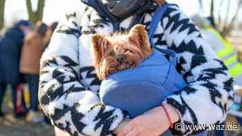 Witten: Verein hilft Haustieren der Ukraine-Flüchtlinge - WAZ News