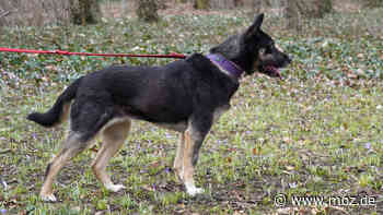 Vermittlung Tierheim Hund: Kaum zu bändigen – Tierschützer in Schwedt suchen sportliche Familie für Hündin Kani - Märkische Onlinezeitung