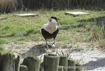 Willkommen zurück: Die Vögel sind wieder da! - Heidelberg aktuell
