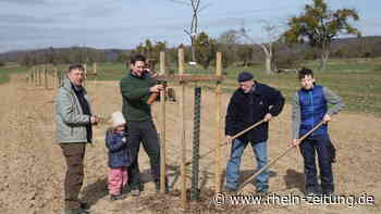Weitersburger Initiative: Streuobstflächen sollen neu belebt werden - Koblenz & Region - Rhein-Zeitung
