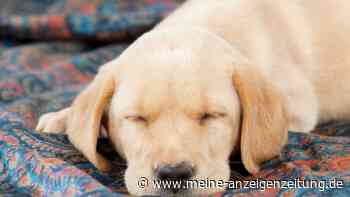 Labrador „Butch“ rettet vermisster Frau das Leben