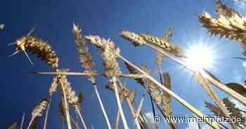 Agrarhändler: Nahrungsmittel werden teurer - Wirtschaft - DIE RHEINPFALZ - Rheinpfalz.de